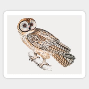 Owl Sticker